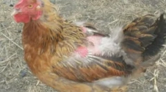 Puffers z kuřat: známky a metody boje